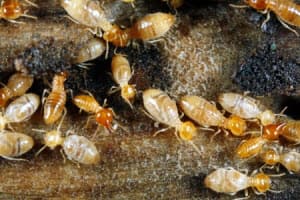 Marietta, GA Termite Control