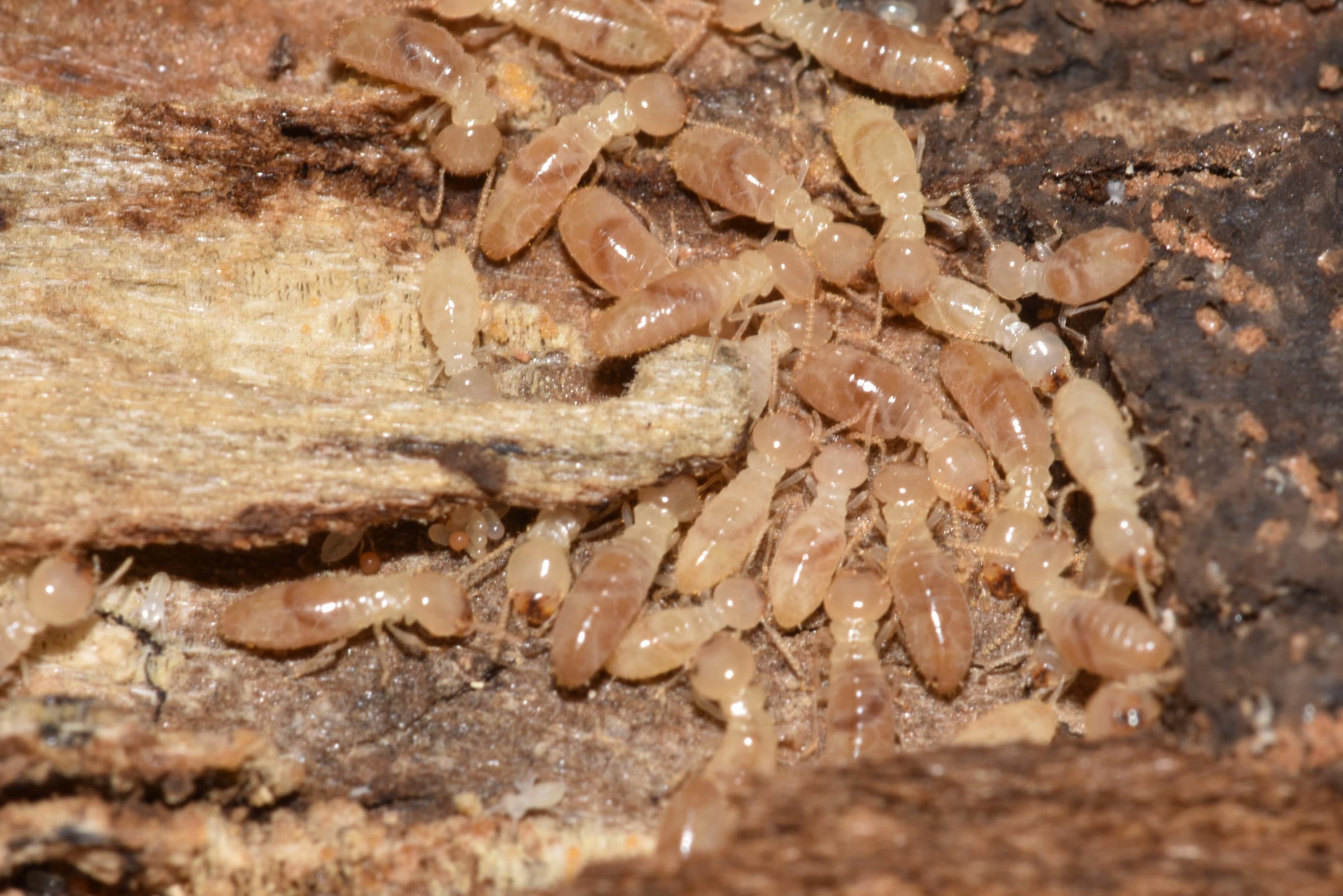 Subterranean termites and eggs in wood