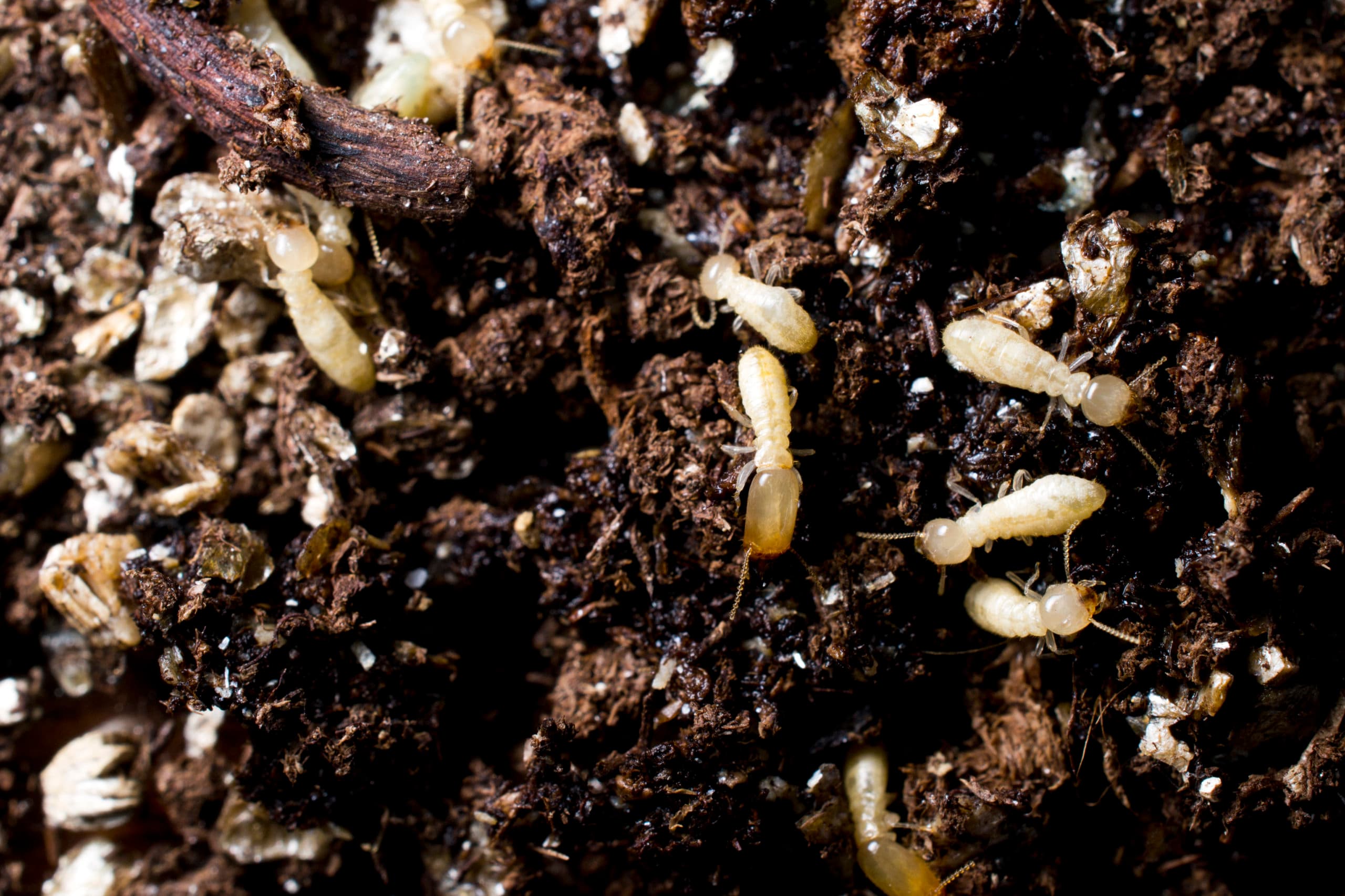 Subterranean termites no text