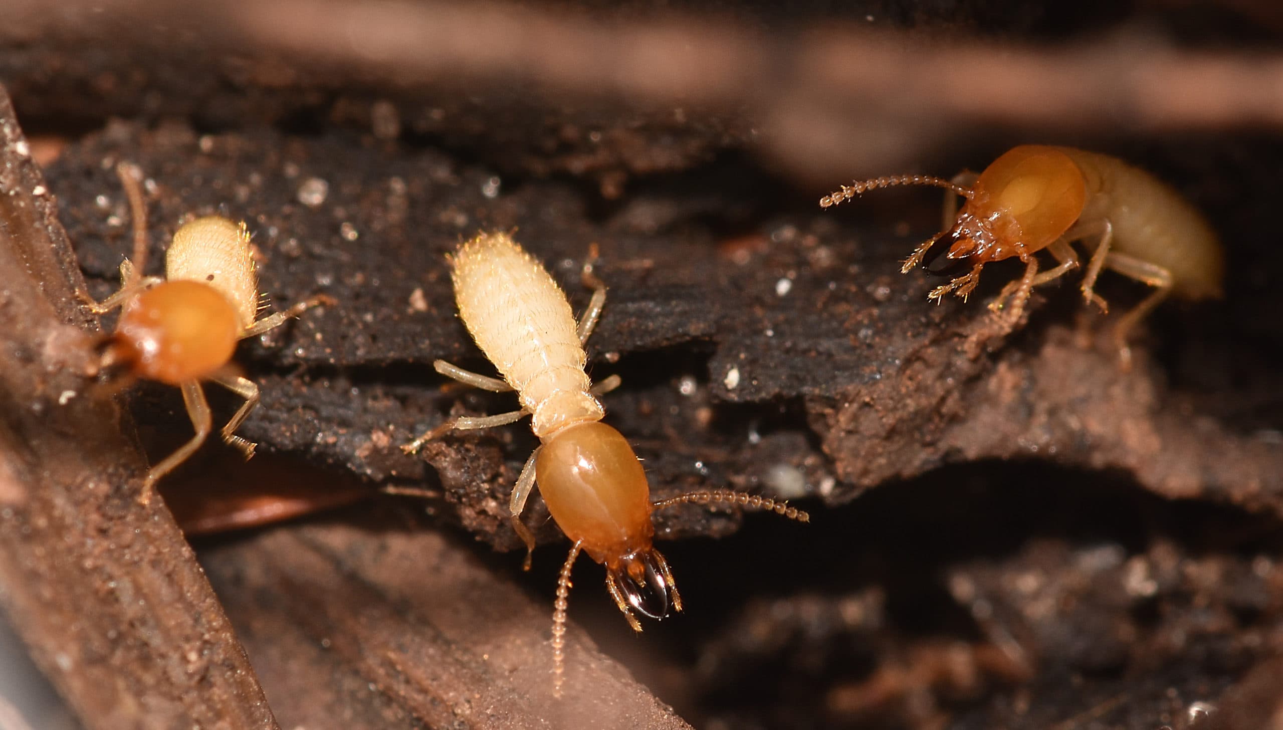 Formosan termite soldiers Formosan termite soldiers