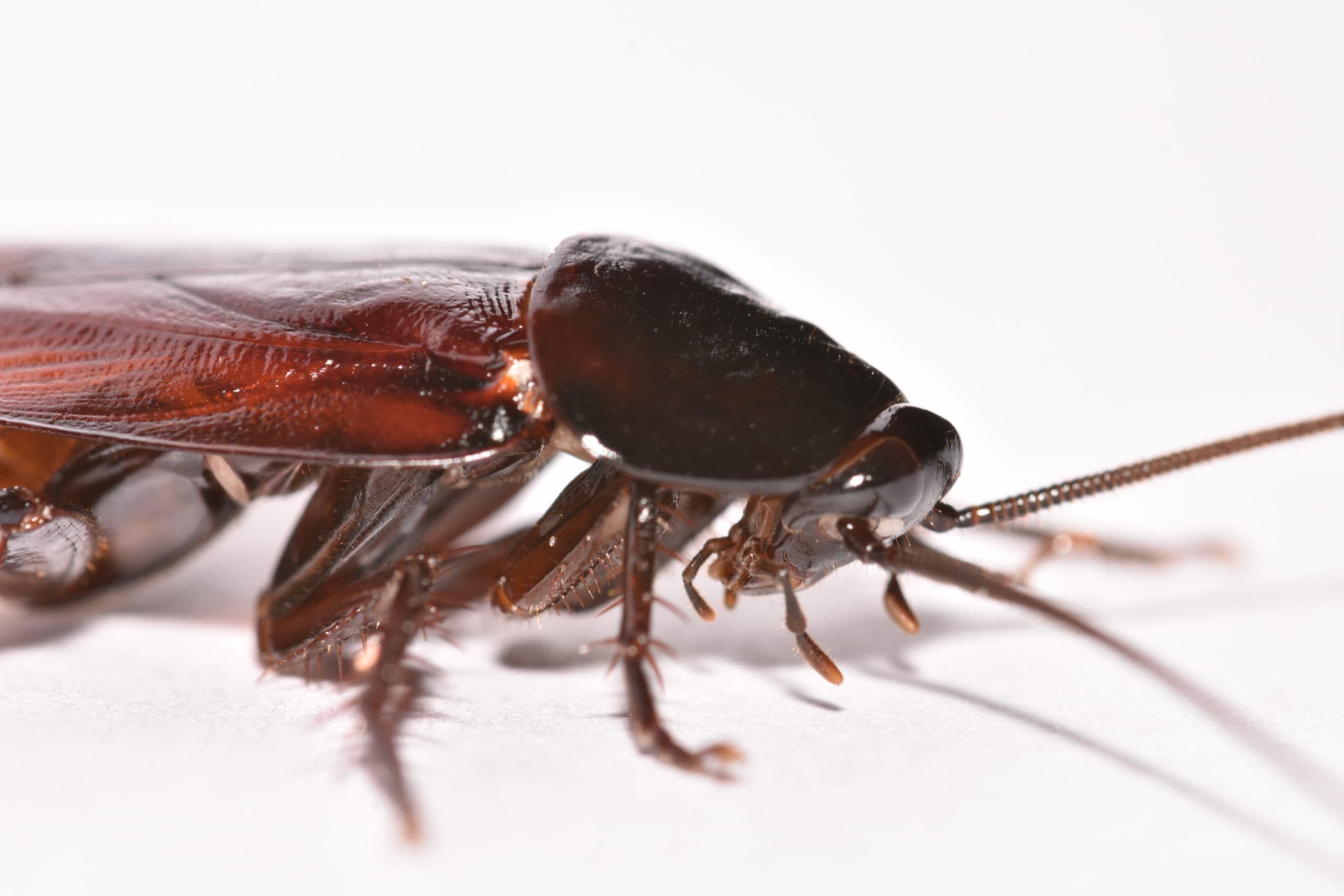 Smokybrown cockroach profile 2 cockroach