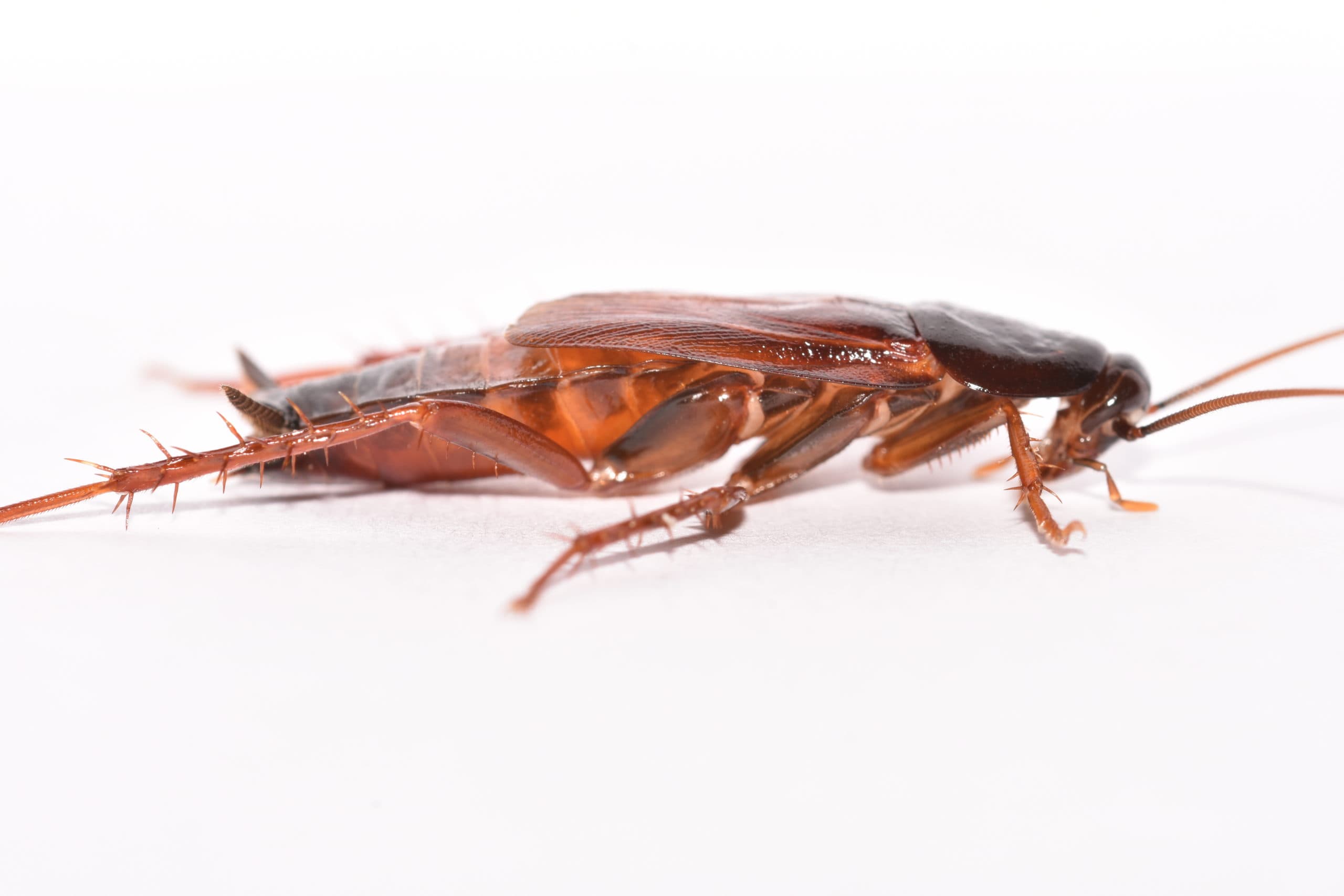 Smokybrown cockroach profile 3 pest control