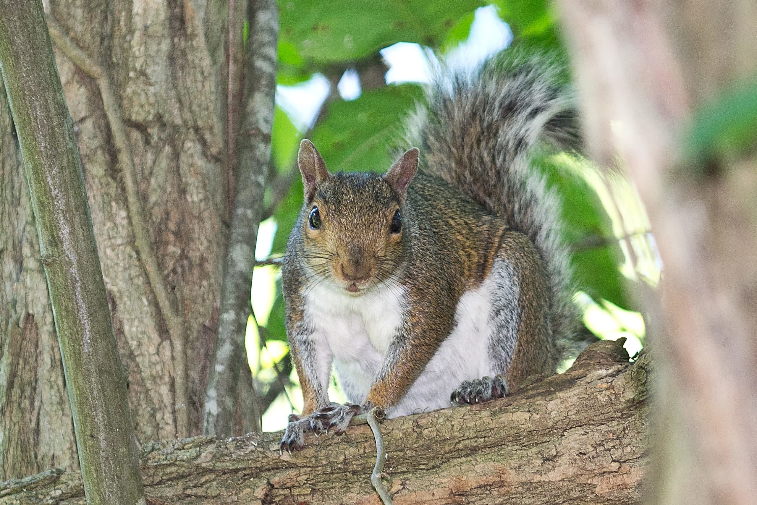 Squirrel on tree looking at camera cropped Squirrel