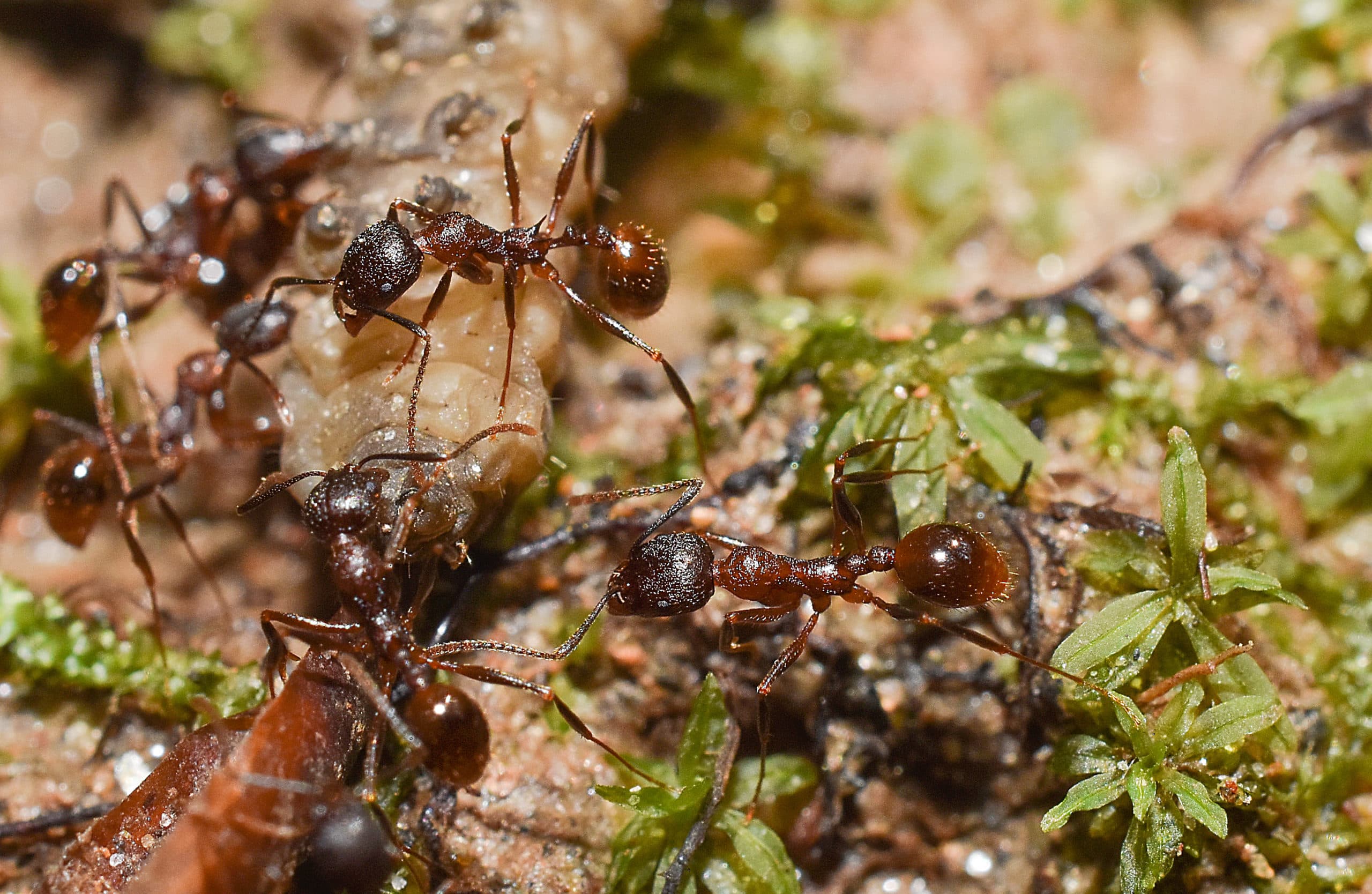 Tetramorium ants with food 1 ant