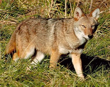 Coyote