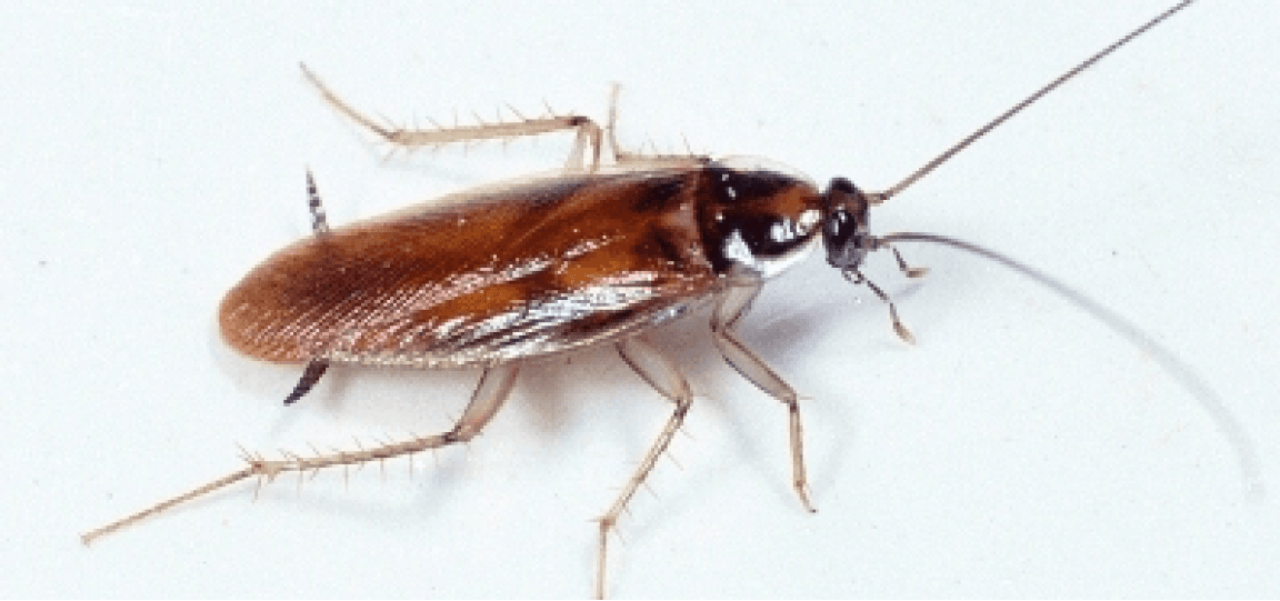 Cocroach