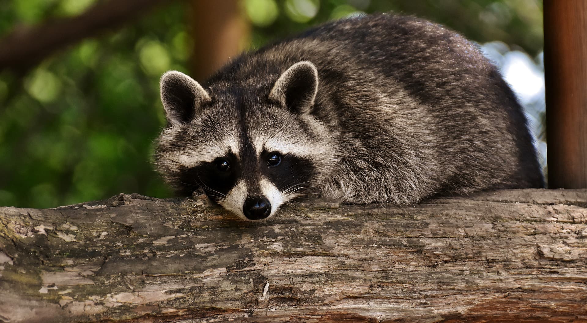 raccoon-3537985_1920 raccoon