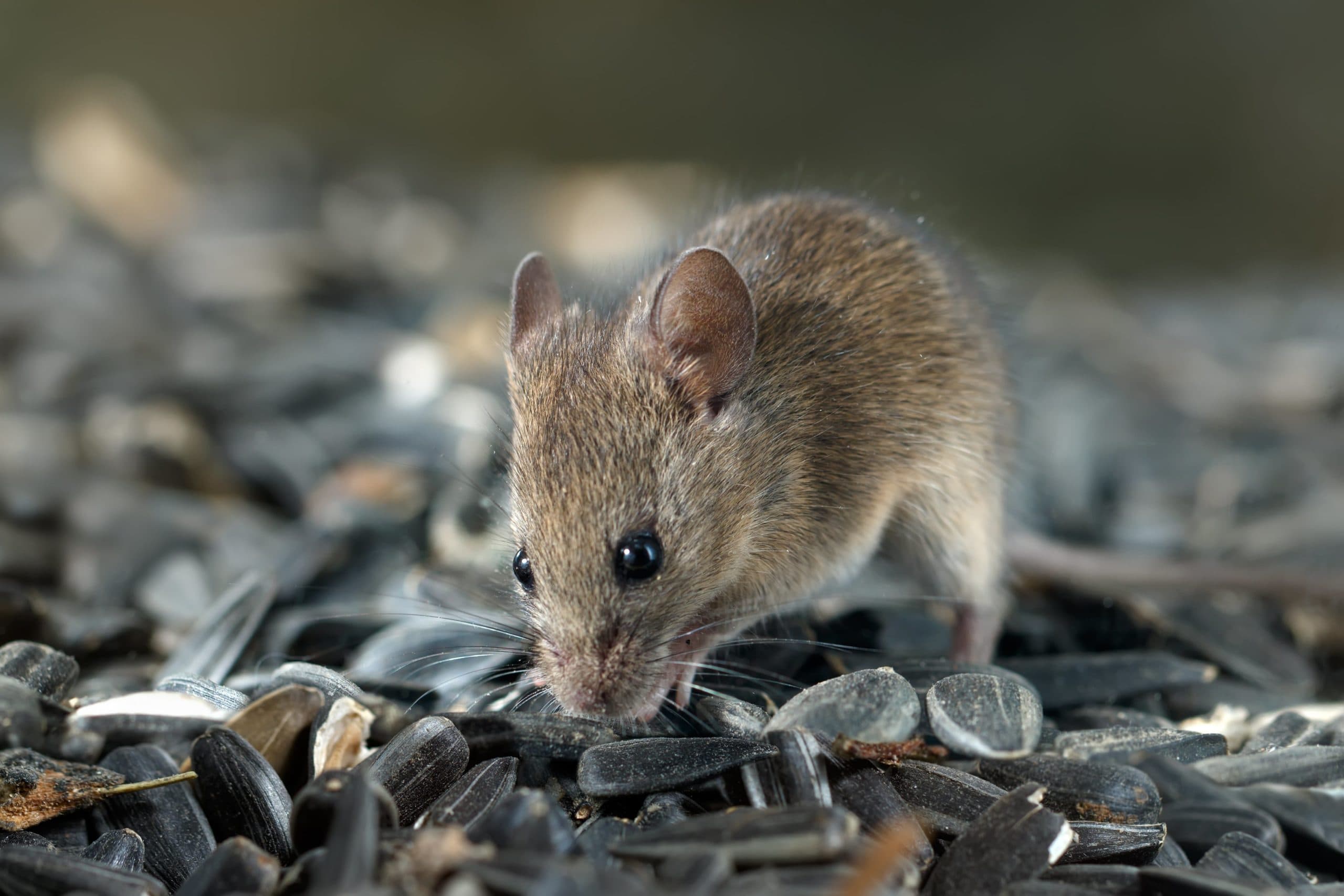 rodent rodent control services Sandy Springs